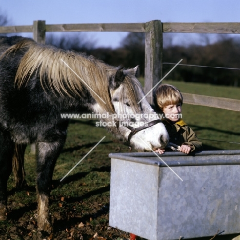 child with pony at water trough in winter