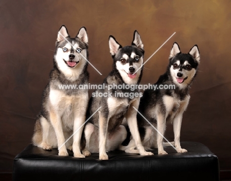 three Alaskan Klee Kai dogs