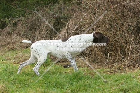 German Shorthaired Pointer on point
