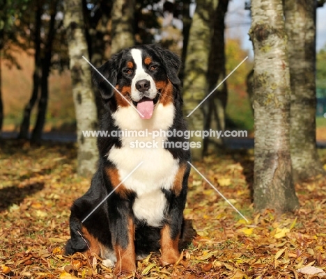 Bernese Mountain Dog in autumn