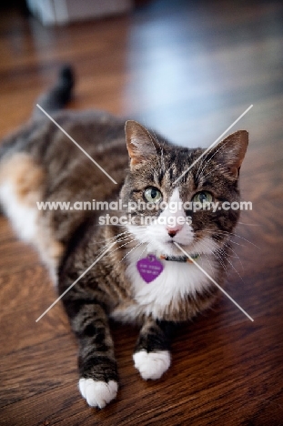 brown tabby cat lying on hardwood floor