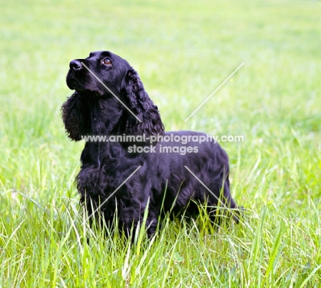 am ch pin oak’s midnight lace cd, black field spaniel in usa style coat