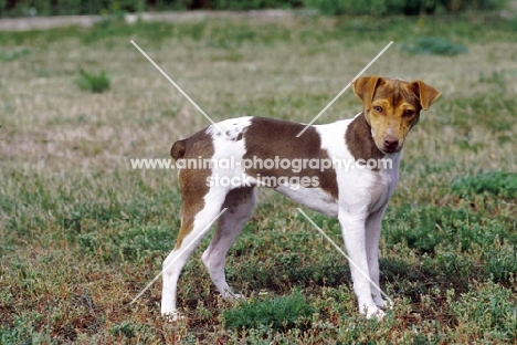 Brazilian Terrier side view