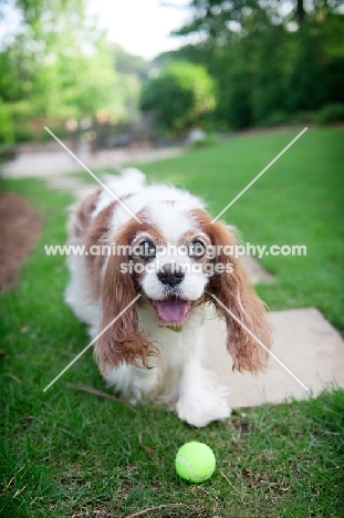 cavalier king charles spaniel asking for tennis ball to be thrown