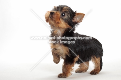 Yorkshire Terrier puppy on white background