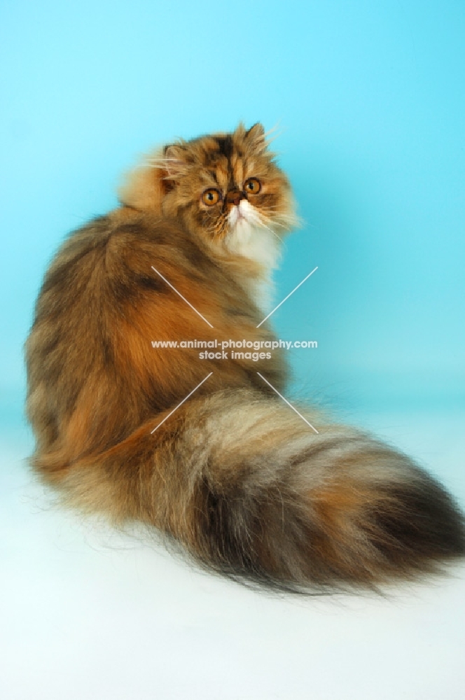 tortie tabby and white persian cat, back view