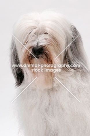 Tibetan Terrier, Australian Champion, portrait