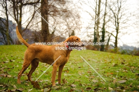 Labrador Retriever standing in park.