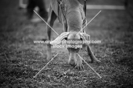 black and white portrait of shorthaired weimaraner smelling the ground