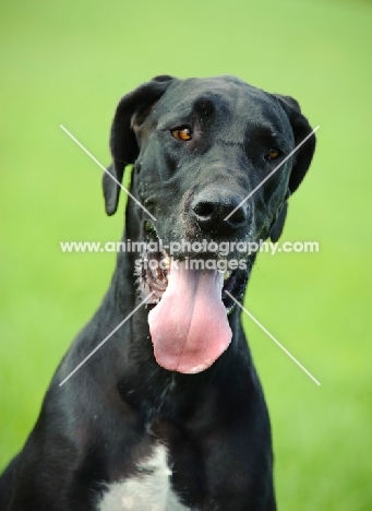 Great Dane panting