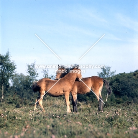 new forest pony foals mutual grooming in the forest