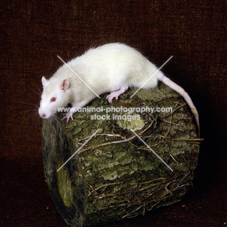 cream rat on log