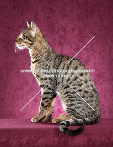 spotted Savannah cat, side view
