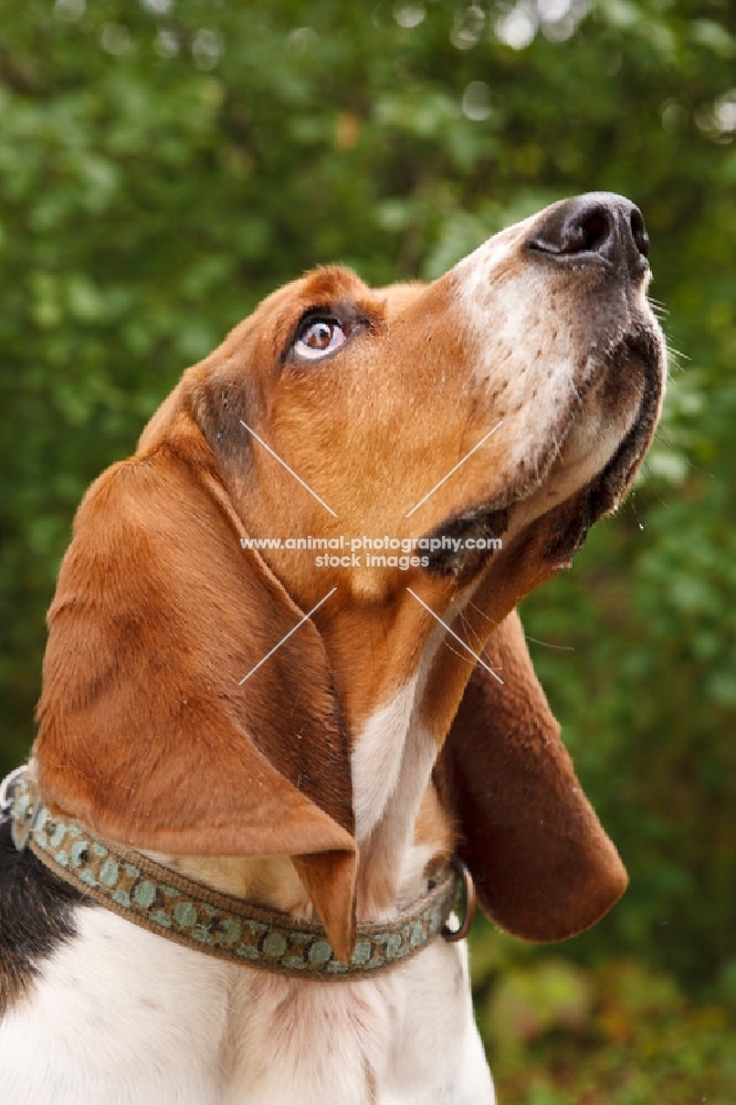 Basset Hound looking up