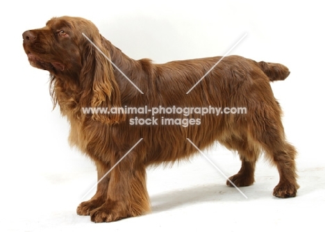 Australian Champion Golden Liver Sussex Spaniel