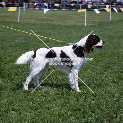 boy du manoir de normandie,  french spaniel standing on grass