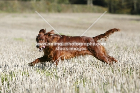 Irish red setter, running