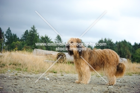 Briard, side view