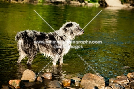 Lurcher standing in water