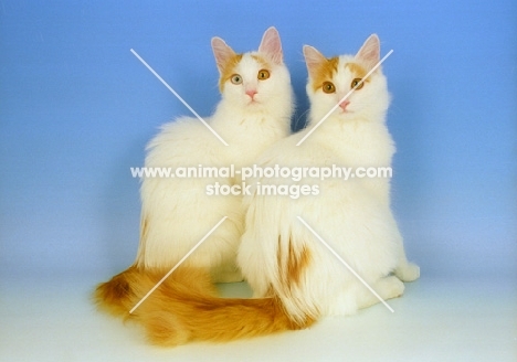 two young turkish van cats