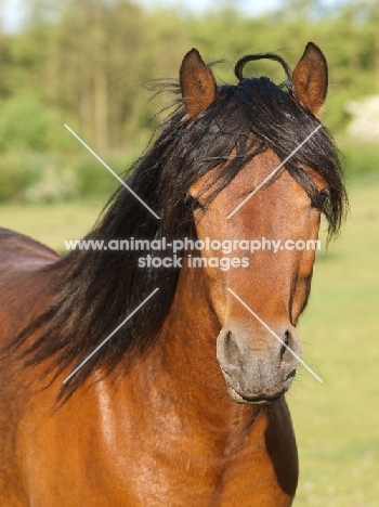 brown Connemara pony, portrait