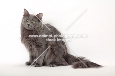 Nebelung cat on white background