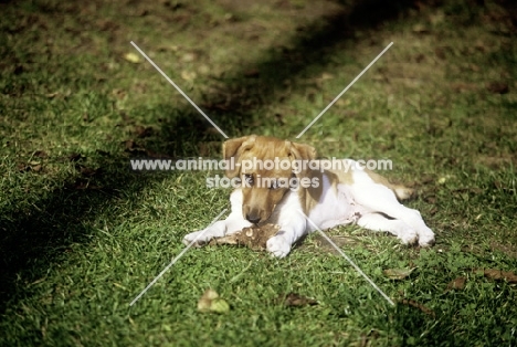 mongrel puppy with a toy