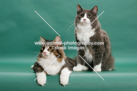 two Norwegian Forest cats (brown classic tabby and white / blue and white)