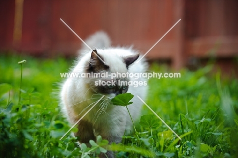 Ragdoll smelling petal