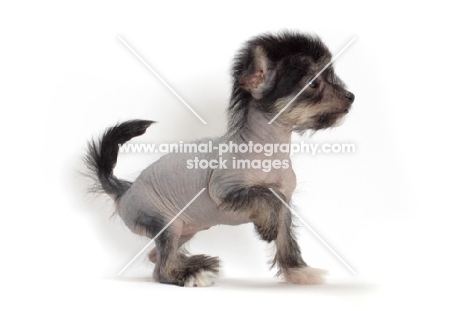 Chinese Crested puppy, looking ahead