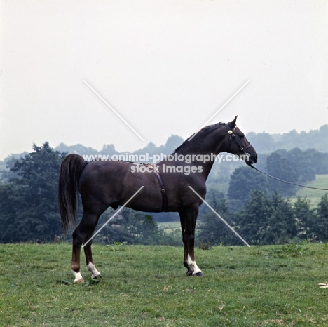 outwood florescent, hackney horse, side view, picture reversed