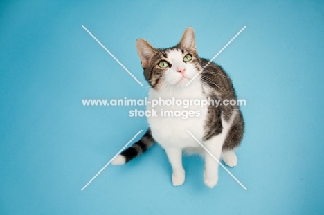 Household cat sitting on blue background