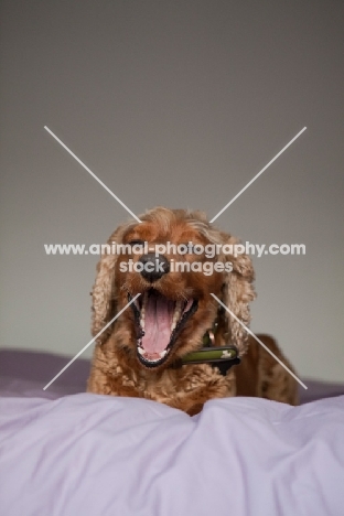 English and American Cocker Spaniel crossbreed dog yawning