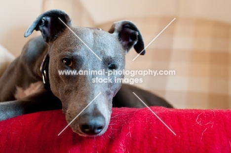 tires whippet on blanket