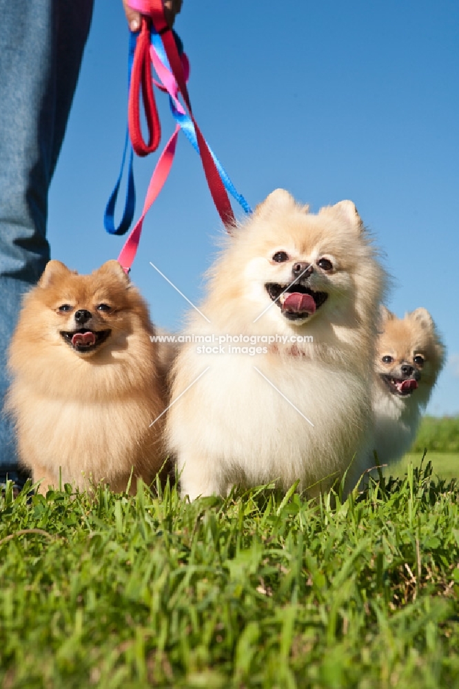 Pomeranians on lead