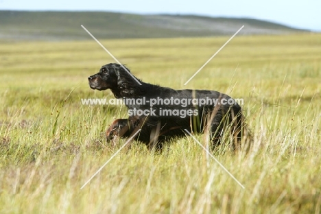 Gordon Setter walking in field