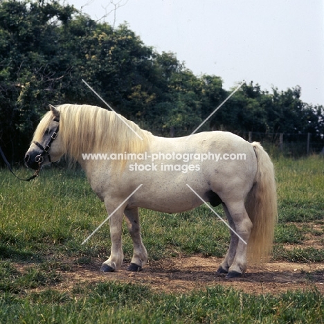 tempest of hutton, shetland pony stallion