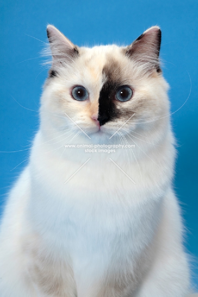 fluffy Ragdoll, Seal Tortie Point Mitted, portrait