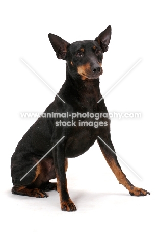 Australian Champion Toy terrier, sitting down