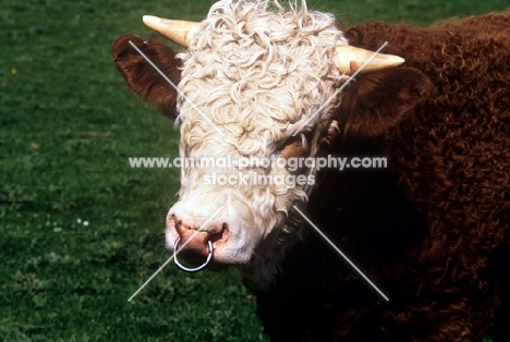 simmental bull wearing nose ring