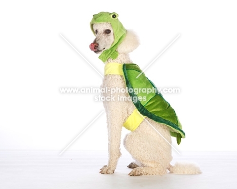 standard Poodle dressed up as a frog