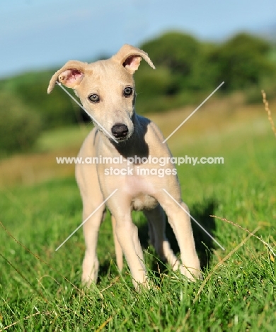 Whippet puppy