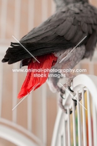 African Grey Parrot feather close up