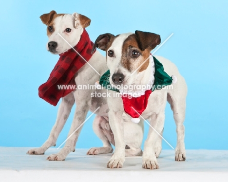 two Jack Russell terriers wearing scarves