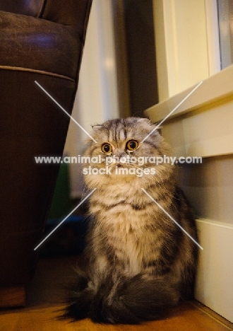 Scottish Fold Cat sitting. 