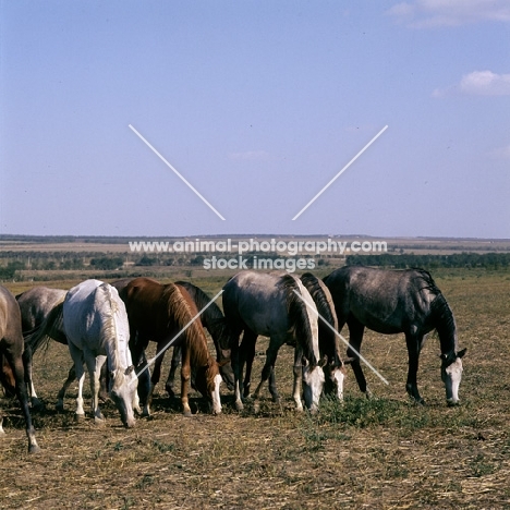 line of tersk mares grazing on meager greenery at stavropol stud, russia