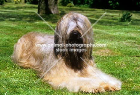 champion triskele lola, briard lying on grass