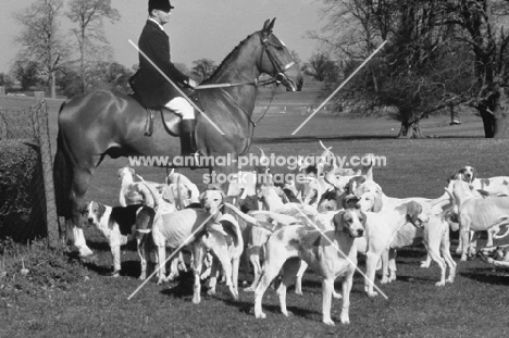 Foxhounds with Hunter horse