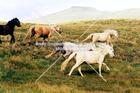 welsh mountain ponies running on the brecon beacons