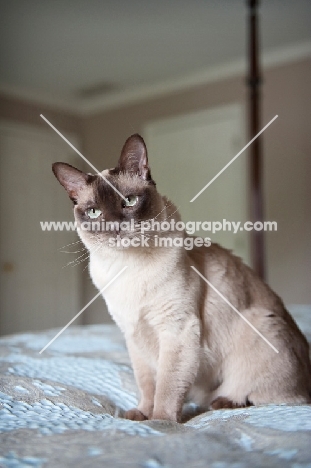 tonkinese cat sitting on blue bed